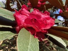 Rhododendron mallotum