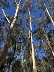 Eucalyptus oreades