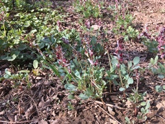 Corydalis ledebouriana
