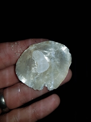 Patro australis