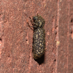 Lichenophanes bicornis