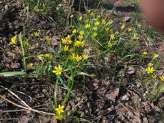 Gagea filiformis