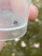 Exochomus quadripustulatus