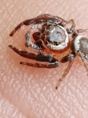 Opisthoncus nigrofemoratus