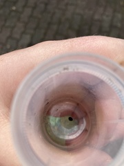 Exochomus quadripustulatus