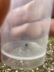 Exochomus quadripustulatus