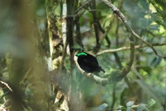 Philepitta castanea