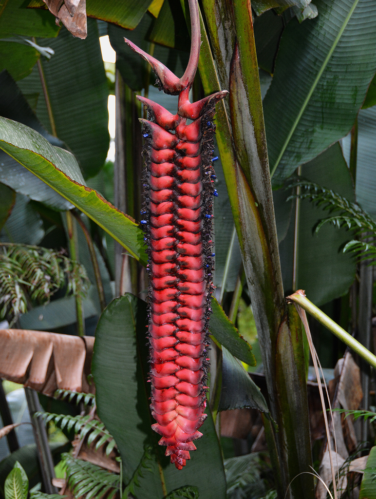 Heliconia