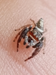 Opisthoncus nigrofemoratus