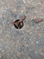 Pyrrhocoris apterus