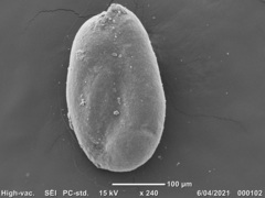Miliammina obliqua