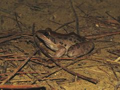 Leptodactylus insularum