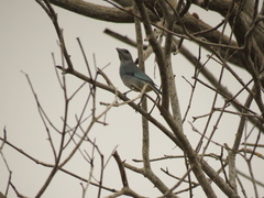 Thraupis glaucocolpa