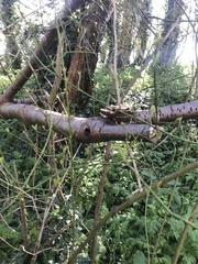 Daedaleopsis confragosa