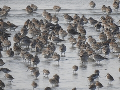 Calidris tenuirostris