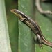 Bronze Girdled Lizard - Photo (c) Ruben Foquet, some rights reserved (CC BY-NC), uploaded by Ruben Foquet