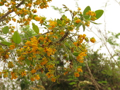 Senna atomaria