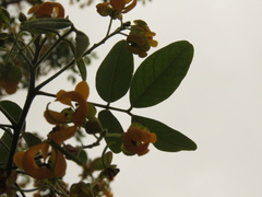 Senna atomaria