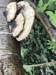 Daedaleopsis confragosa