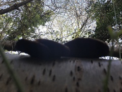 Daedaleopsis confragosa