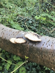 Daedaleopsis confragosa