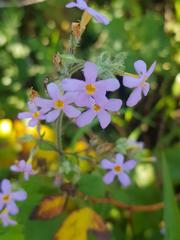 Chaenostoma floribundum