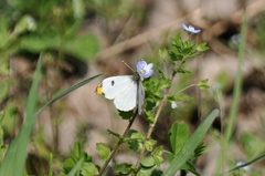 Anthocharis scolymus