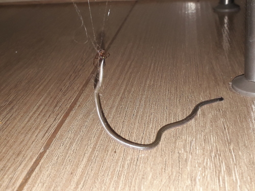 Tucuman Threadsnake, Epictia albipuncta