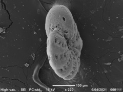 Elphidium limbatum