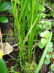 Carex loliacea