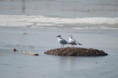 Chroicocephalus ridibundus