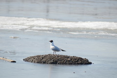 Chroicocephalus ridibundus