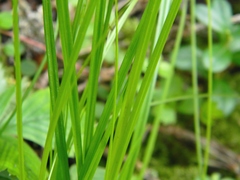 Carex loliacea