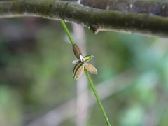 Carex loliacea