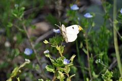 Anthocharis scolymus