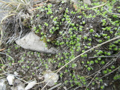 Asterella saccata