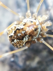 Megabunus diadema