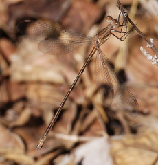 Lestes forficula