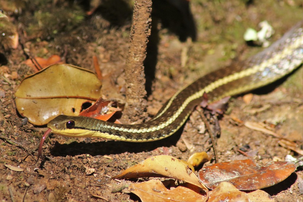 Eastern Madagascar Water Snake