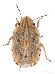 Sciocoris sulcatus
