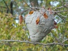 Dolichovespula maculata