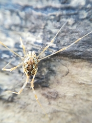 Megabunus diadema