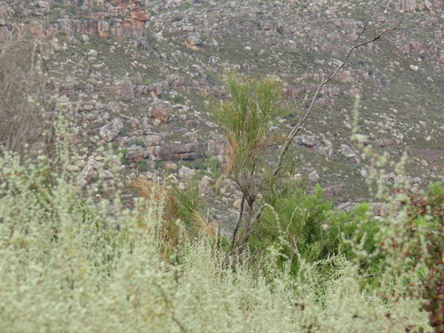 Image of Psoralea usitata by (c) Jeremy Gilmore, some rights reserved (CC BY)