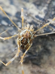 Megabunus diadema