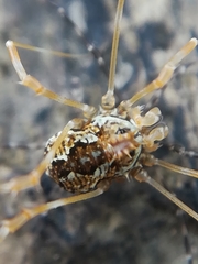 Megabunus diadema