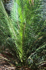 Macrozamia douglasii