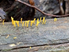Calocera sinensis