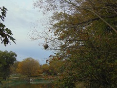 Dolichovespula maculata