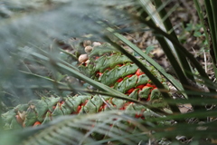 Macrozamia douglasii