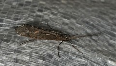 Glyphopsyche irrorata